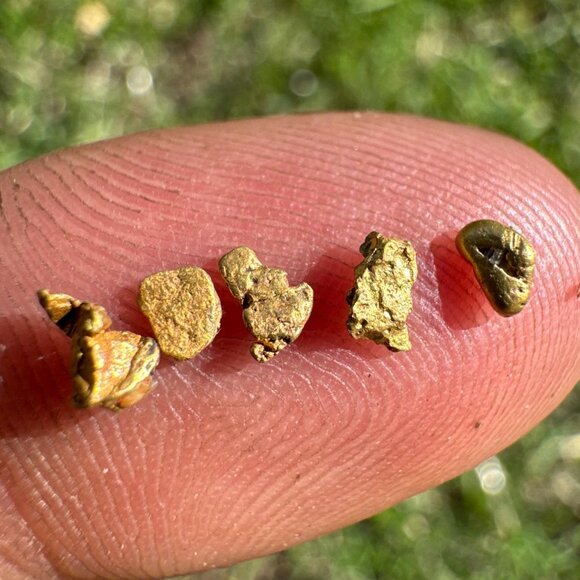 California Gold Nuggets in Display Case - 0.33 grams - Picture 1 of 8